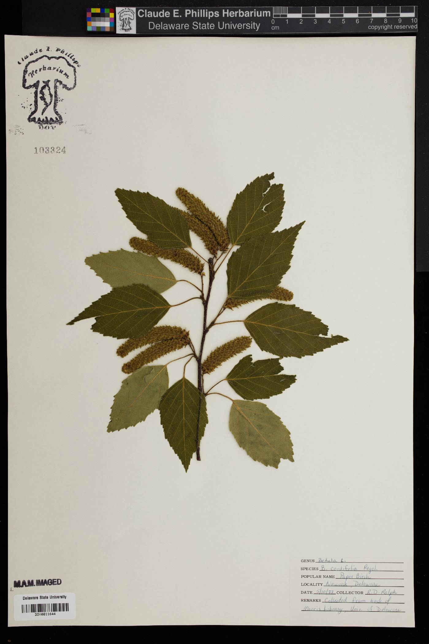 Betula cordifolia image