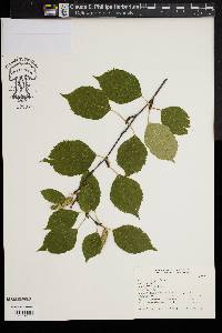 Betula papyrifera image