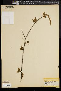 Betula pendula image