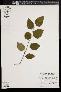 Betula populifolia image