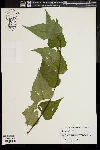 Betula populifolia image