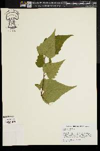 Betula populifolia image