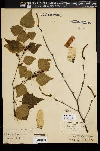 Betula populifolia image