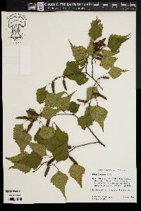 Betula populifolia image