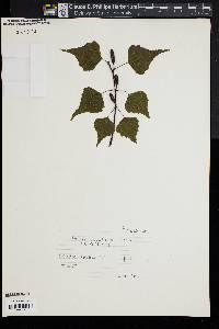 Betula populifolia image