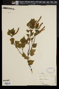 Betula alba image