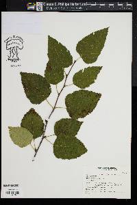 Betula utilis image