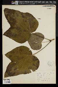 Catalpa speciosa image