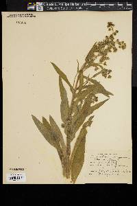 Cynoglossum virginianum image