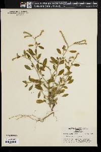 Image of Heliotropium europaeum