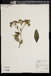 Heliotropium arborescens image