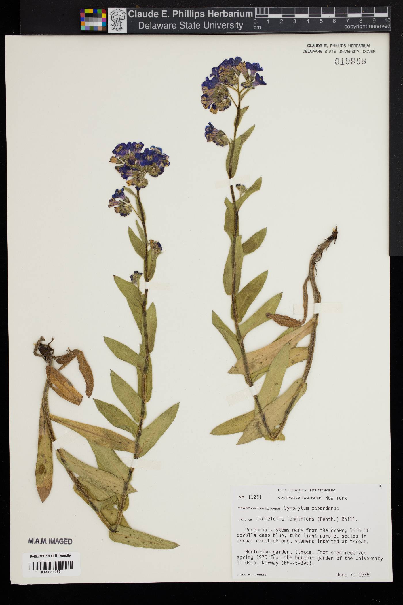 Lindelofia longiflora image