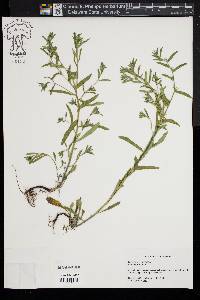 Buglossoides arvensis image