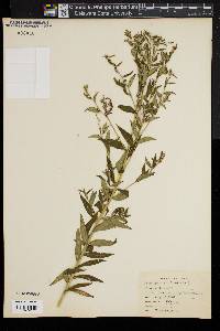 Lithospermum officinale image