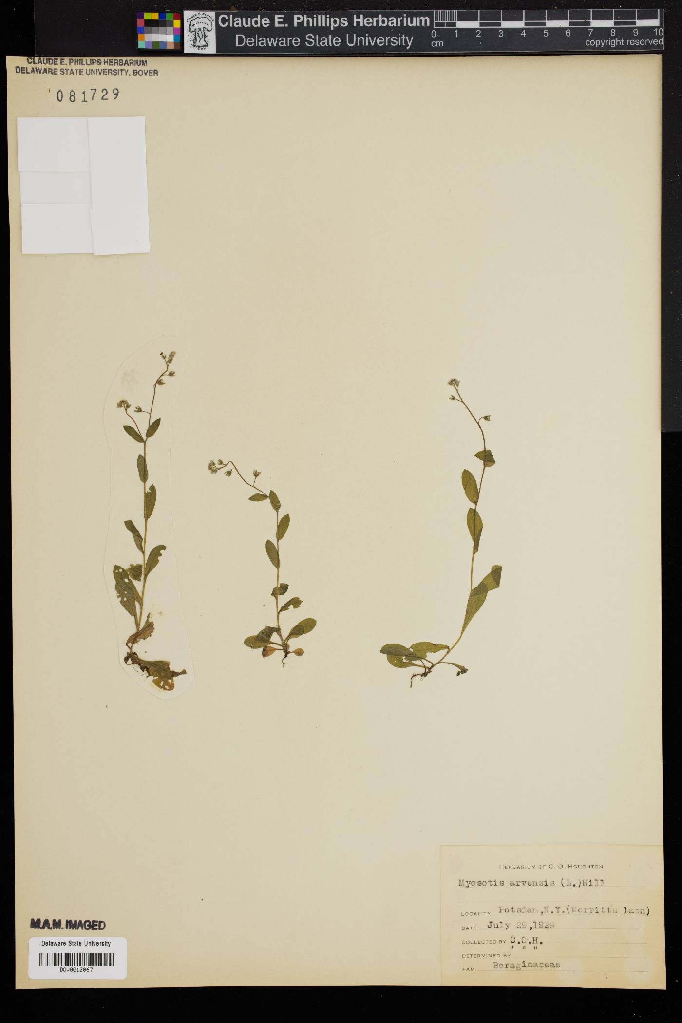 Myosotis arvensis image