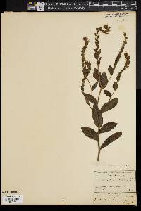 Image of Lithospermum virginianum