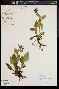 Pulmonaria officinalis image