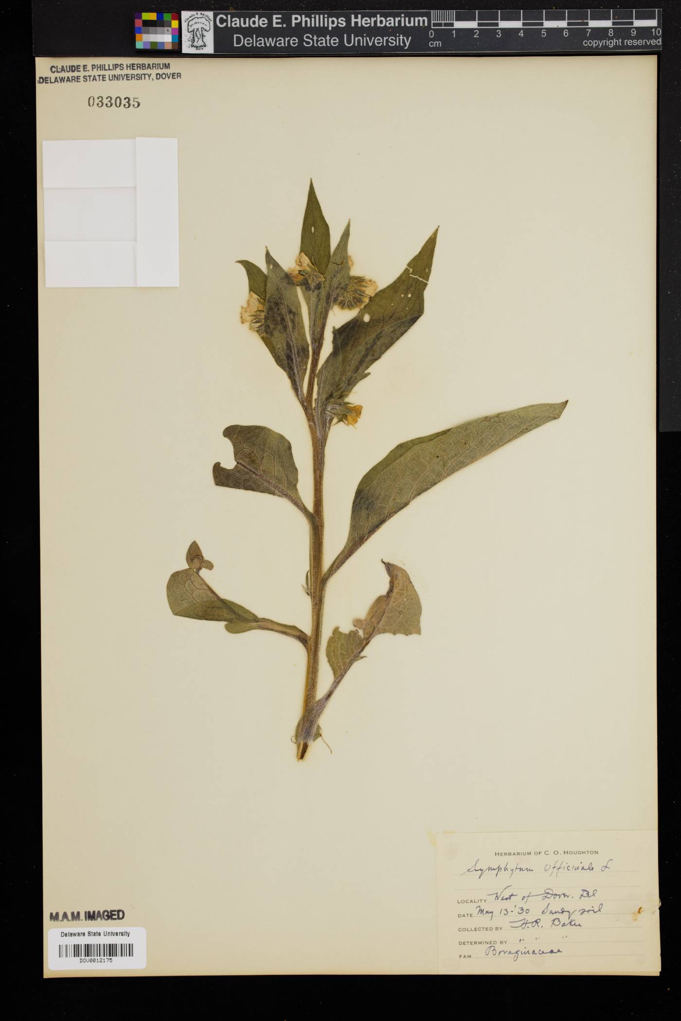 Symphytum officinale image