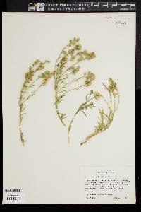 Image of Aethionema coridifolium