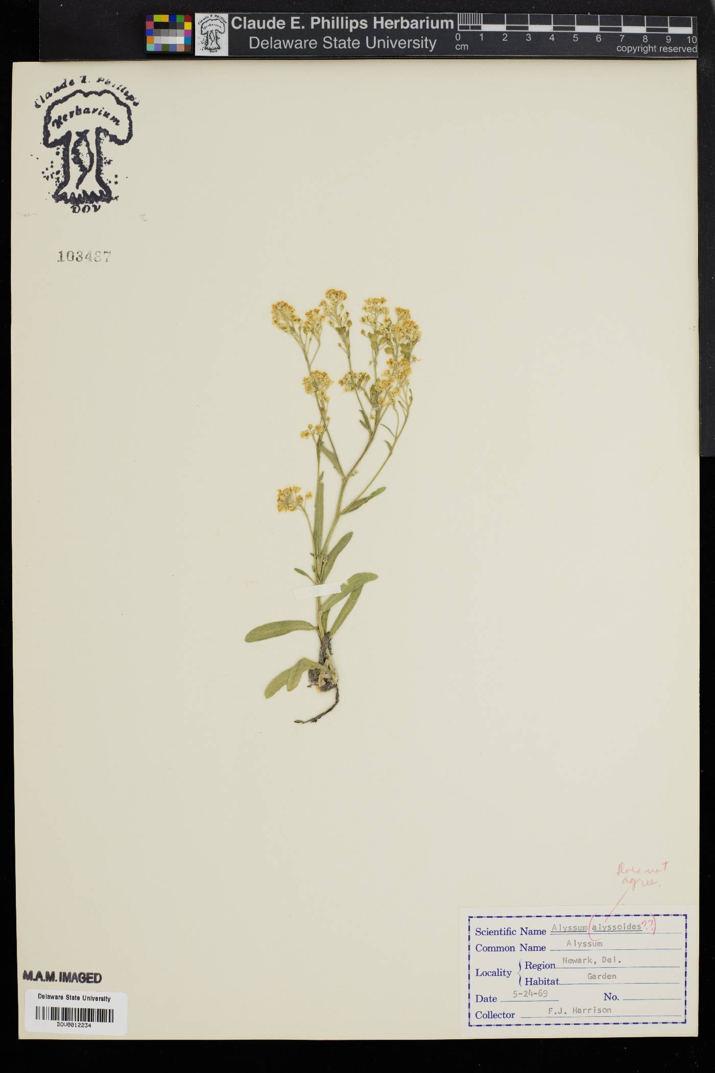 Alyssum alyssoides image