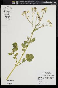 Brassica juncea image