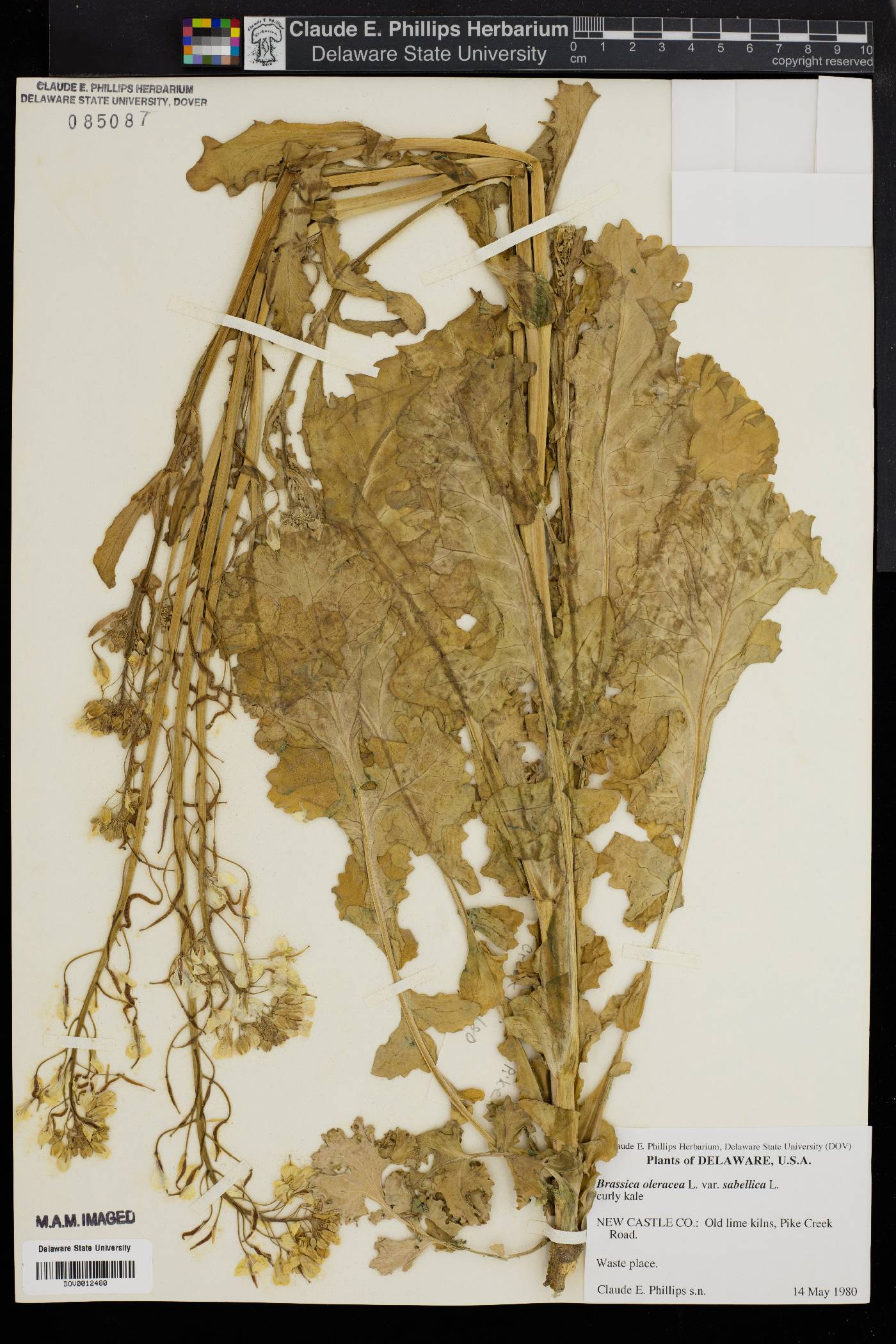 Brassica oleracea image