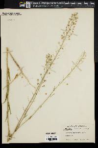 Camelina microcarpa image