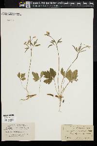 Cardamine angustata image