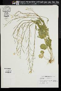 Cardamine bulbosa image