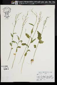 Cardamine bulbosa image