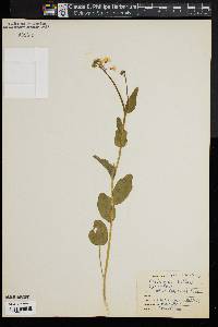 Cardamine bulbosa image