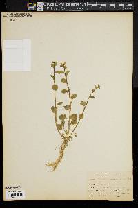 Cardamine bulbosa image