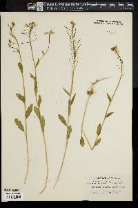 Cardamine bulbosa image