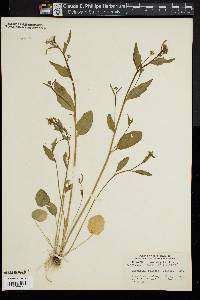 Cardamine bulbosa image