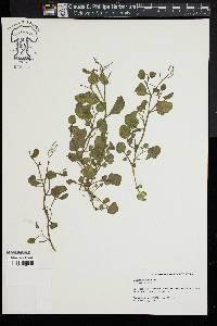 Cardamine longii image