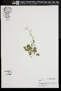 Cardamine longii image