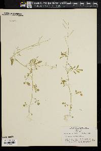 Cardamine parviflora image