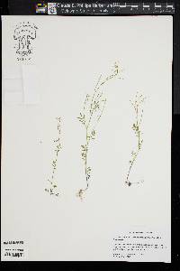 Cardamine parviflora image