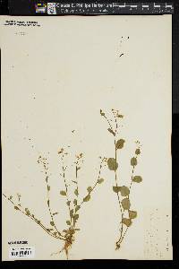 Image of Cardamine rotundifolia