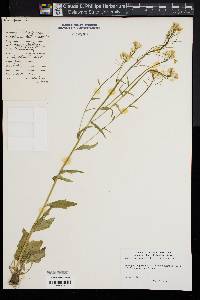 Cardamine bulbosa image