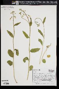 Cardamine bulbosa image