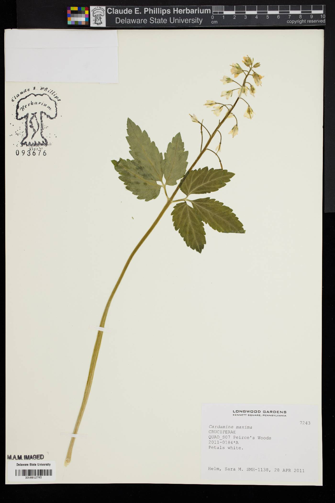 Cardamine maxima image