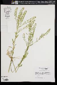 Lepidium densiflorum image