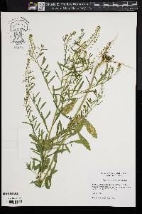 Lepidium densiflorum image