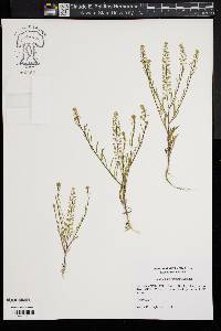 Lepidium densiflorum image