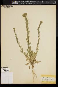 Lepidium campestre image