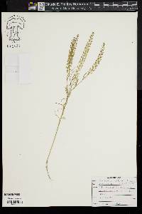 Lepidium densiflorum image