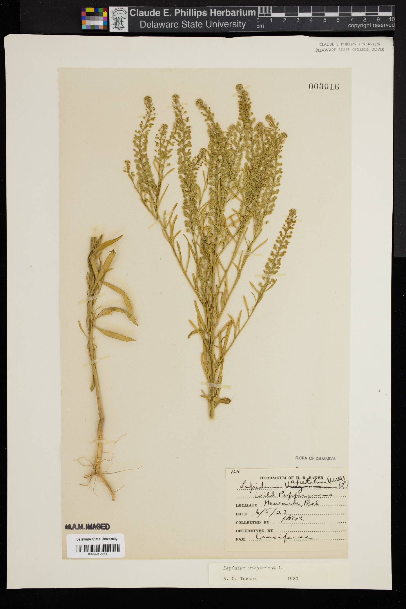 Lepidium apetalum image