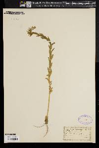 Lepidium campestre image