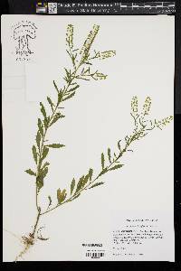 Lepidium densiflorum image